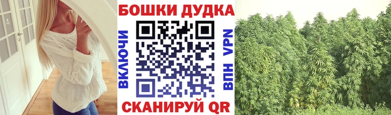 Канабис сатива  закладки  Сунжа 